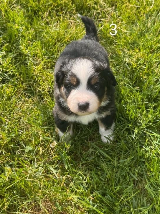 Du Domaine D'Oza - Chiots disponibles - Berger Américain Miniature 