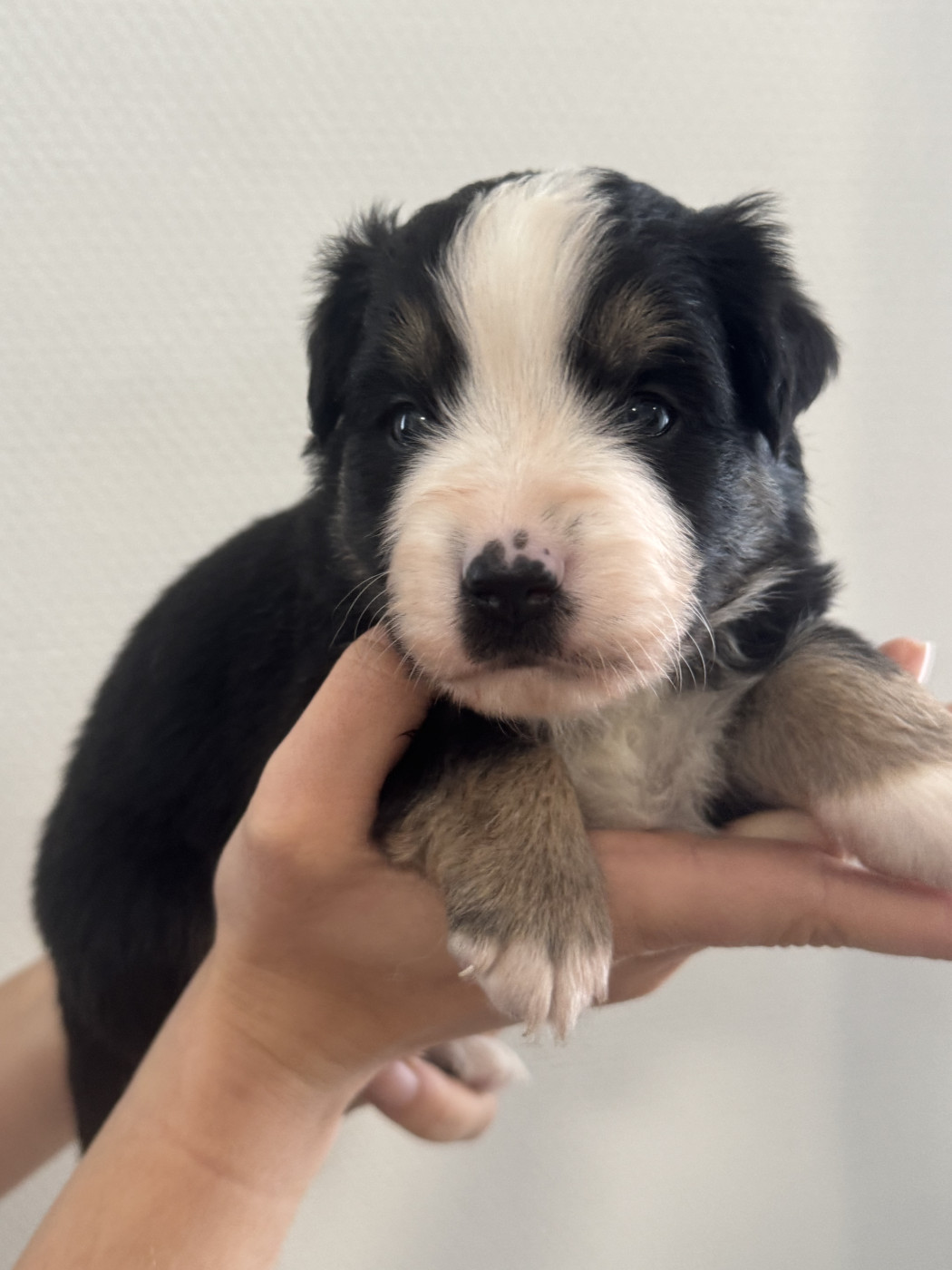 Du Domaine D'Oza - Chiots disponibles - Berger Américain Miniature 