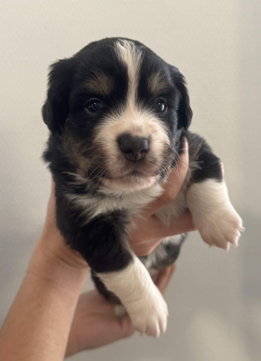 Du Domaine D'Oza - Chiots disponibles - Berger Américain Miniature 