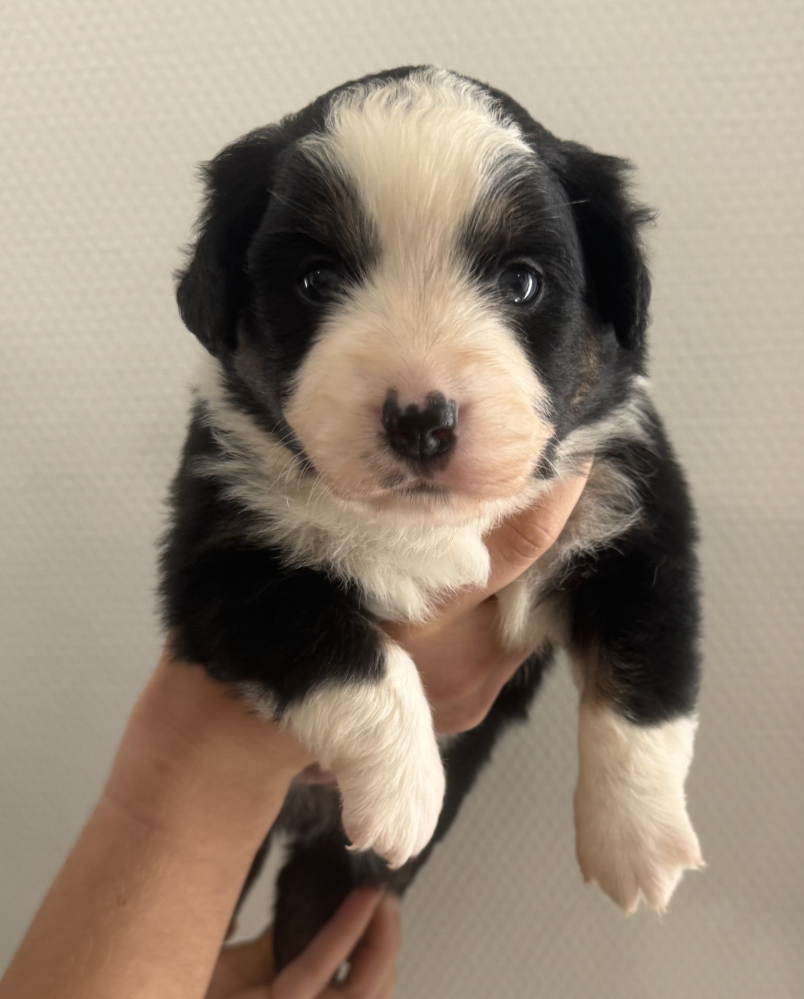Du Domaine D'Oza - Chiots disponibles - Berger Américain Miniature 
