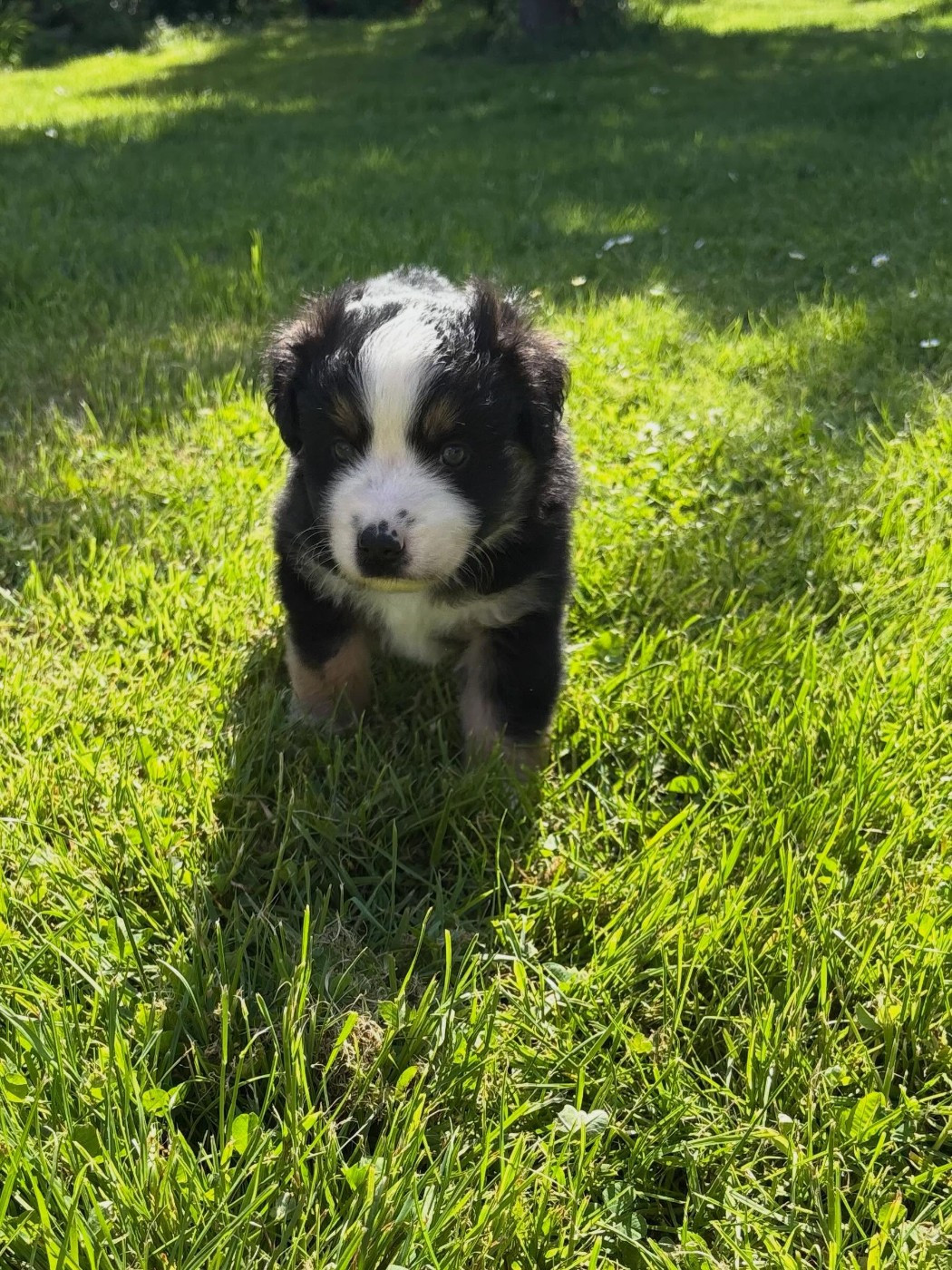 Du Domaine D'Oza - Chiots disponibles - Berger Américain Miniature 