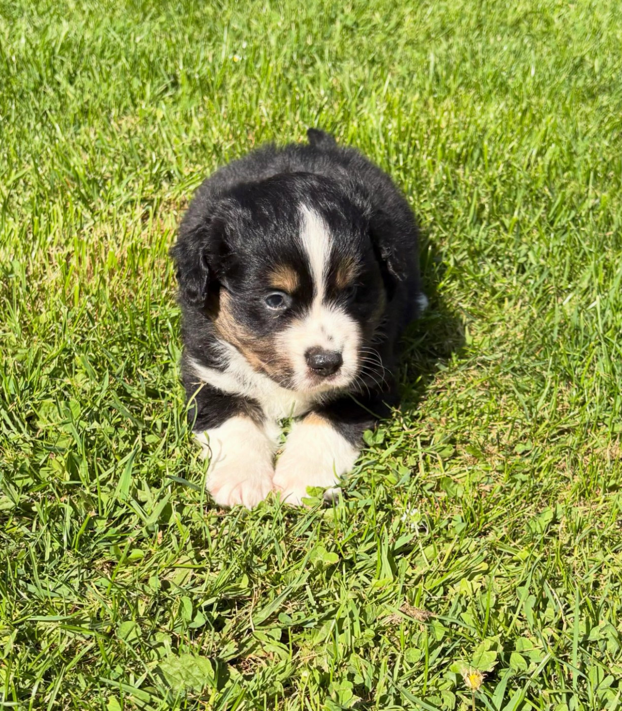 Du Domaine D'Oza - Chiots disponibles - Berger Américain Miniature 