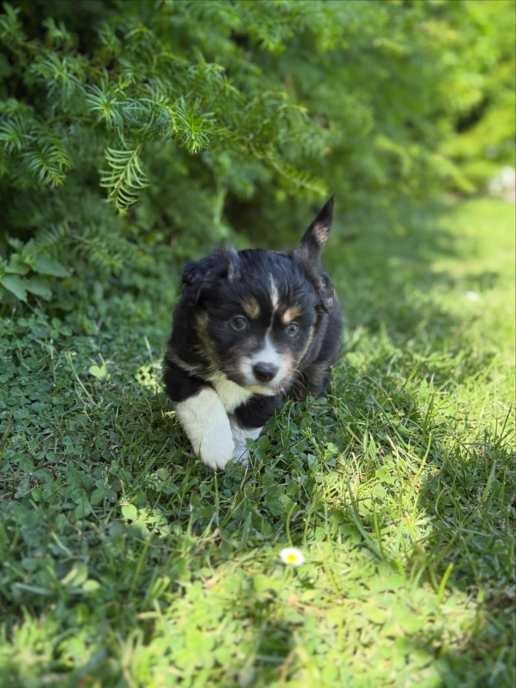 Du Domaine D'Oza - Chiots disponibles - Berger Américain Miniature 