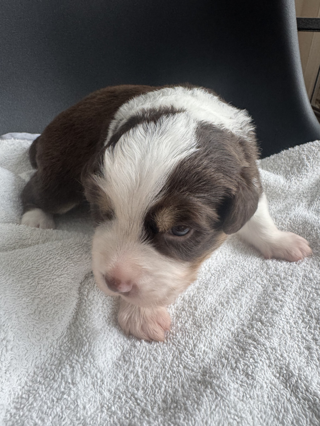 Du Domaine D'Oza - Chiots disponibles - Berger Américain Miniature 