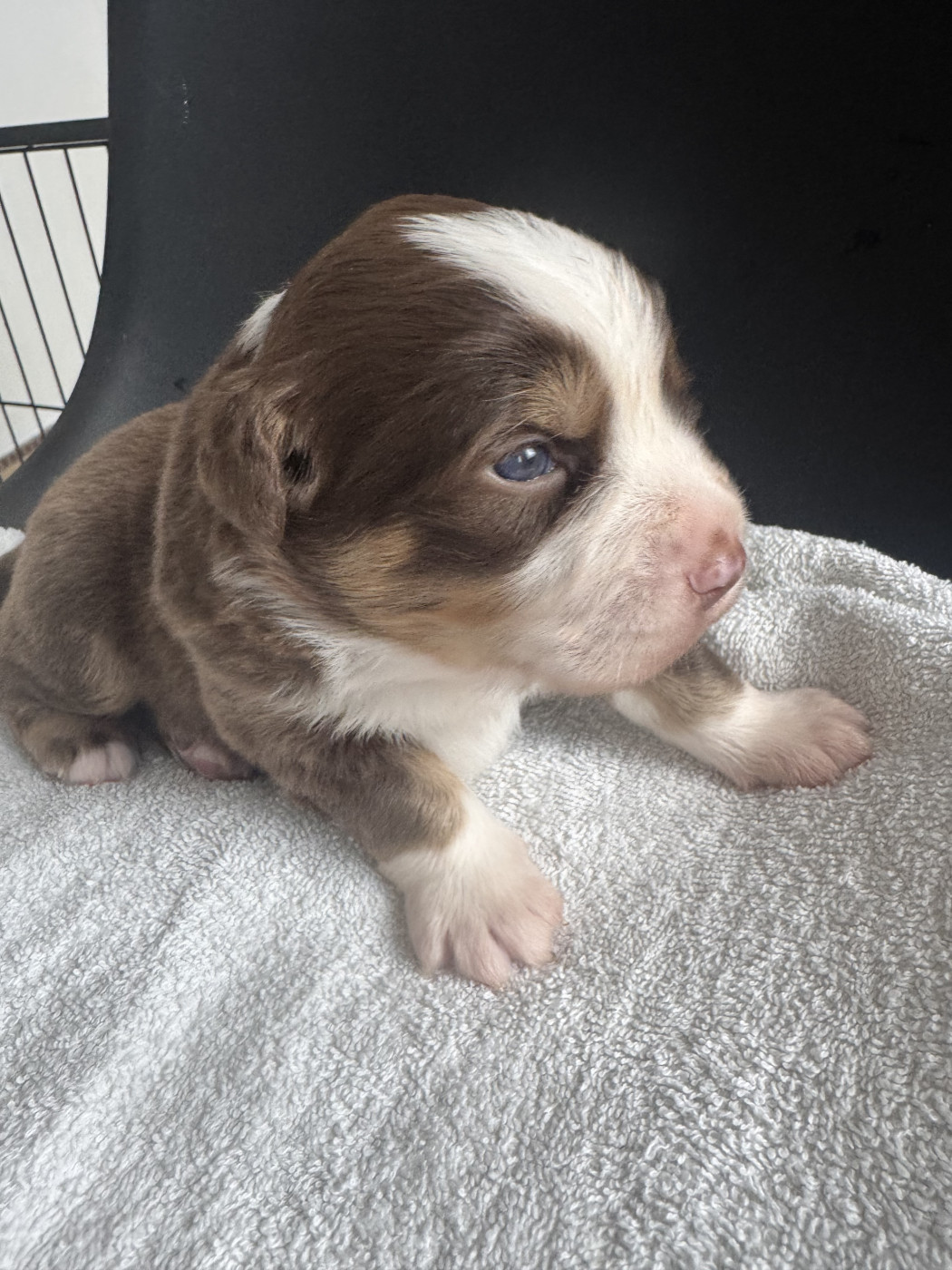Du Domaine D'Oza - Chiots disponibles - Berger Américain Miniature 