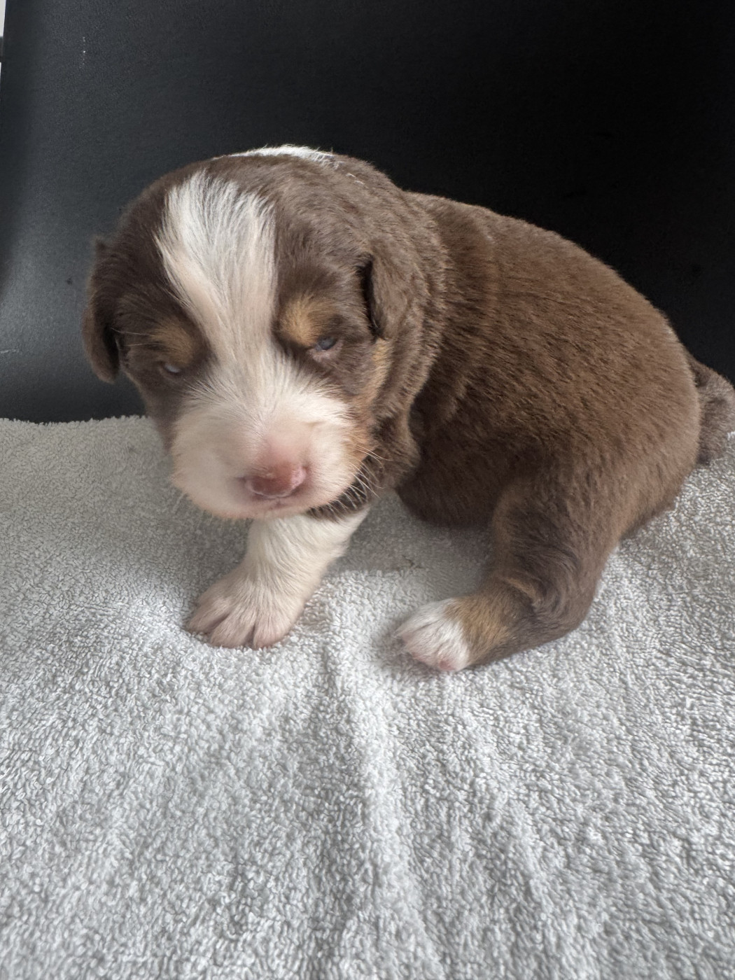 Du Domaine D'Oza - Chiots disponibles - Berger Américain Miniature 
