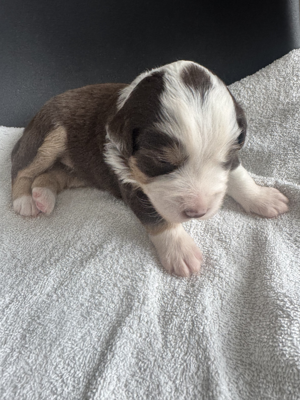 Du Domaine D'Oza - Chiots disponibles - Berger Américain Miniature 