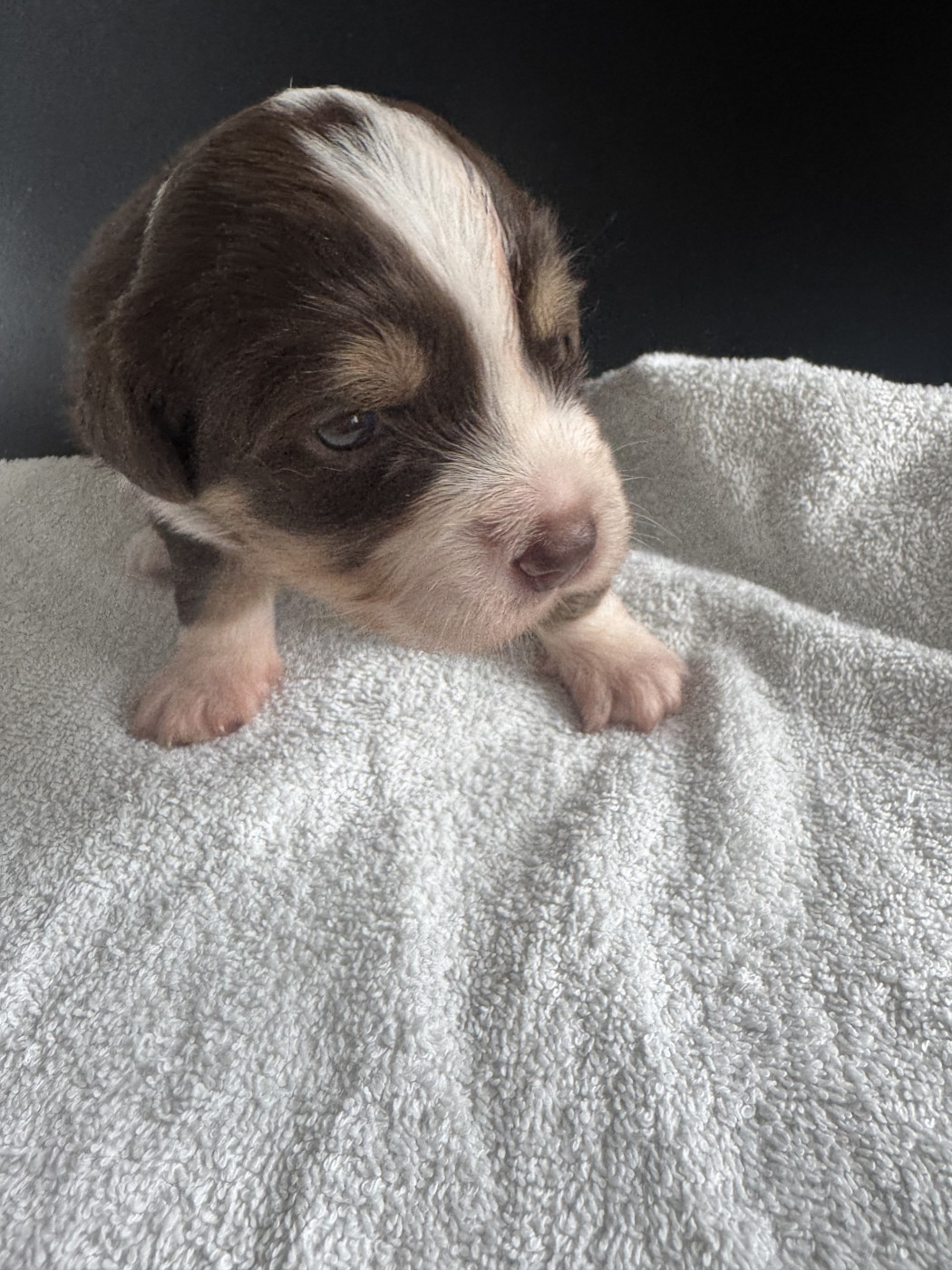Du Domaine D'Oza - Chiots disponibles - Berger Américain Miniature 