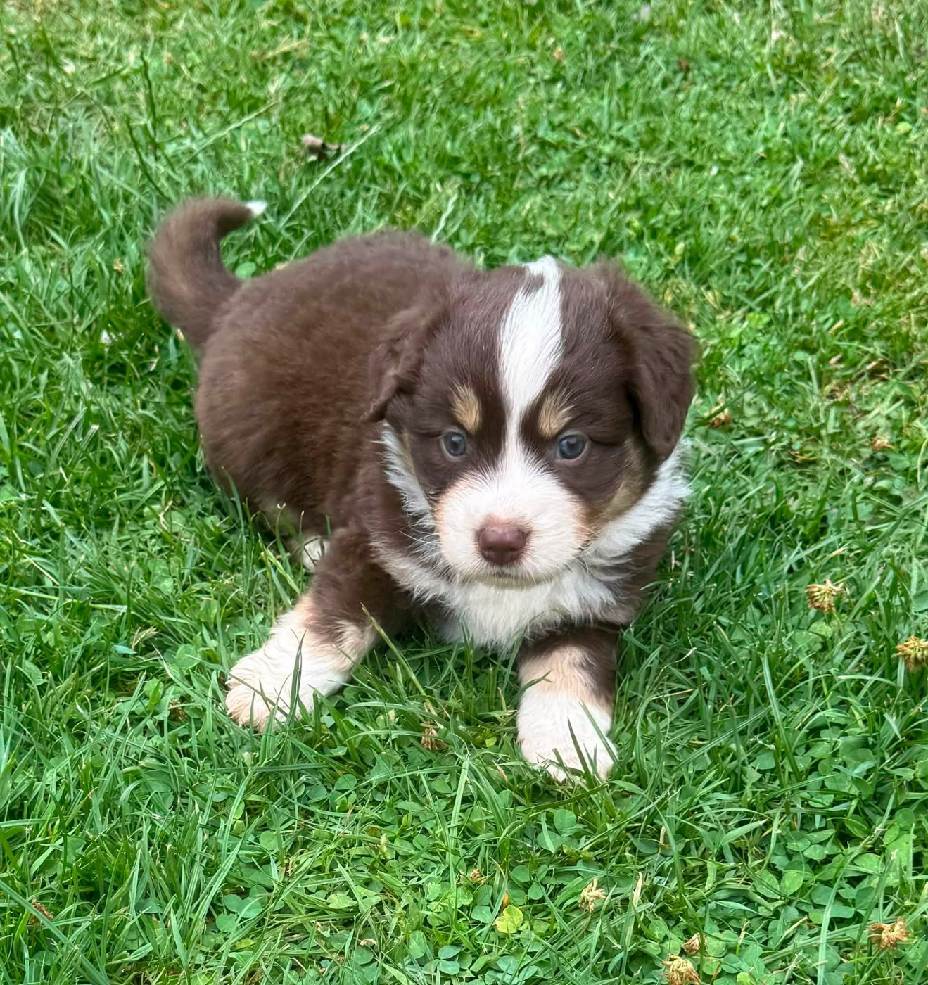 Du Domaine D'Oza - Chiots disponibles - Berger Américain Miniature 