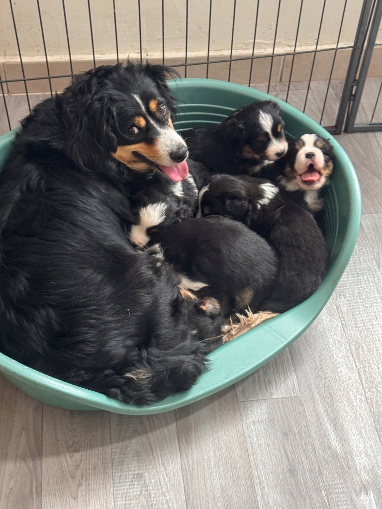 Chiot Berger Américain Miniature Du Domaine D'Oza