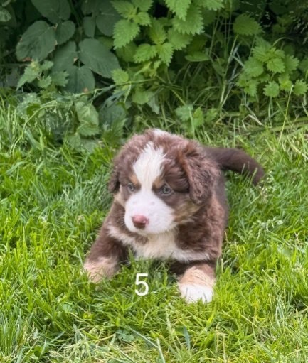 Du Domaine D'Oza - Chiots disponibles - Berger Américain Miniature 