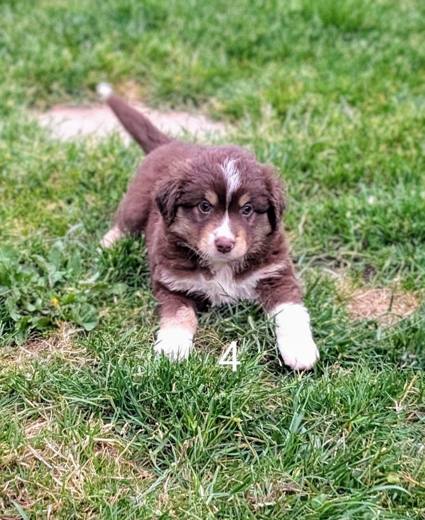Du Domaine D'Oza - Chiots disponibles - Berger Américain Miniature 