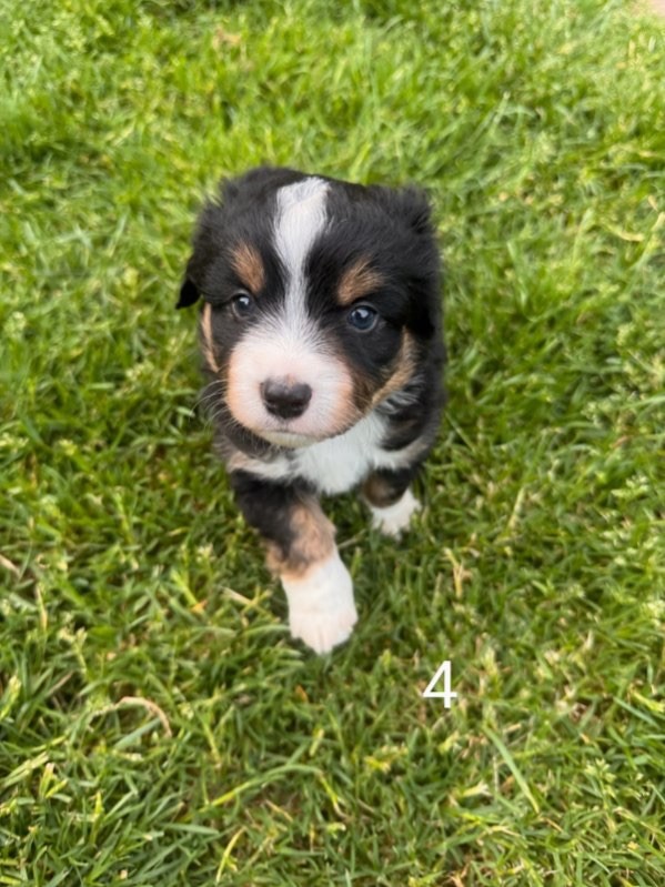 Du Domaine D'Oza - Chiots disponibles - Berger Américain Miniature 