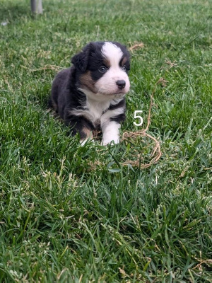 CHIOT 5