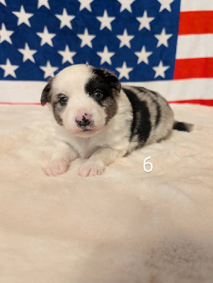 mâle bleu merle 