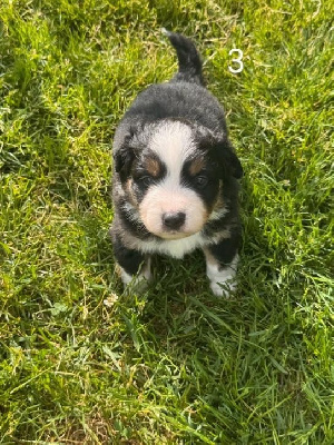 CHIOT 3