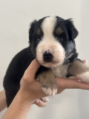 Chiot N°1