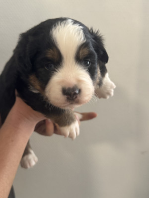 Chiot N°3