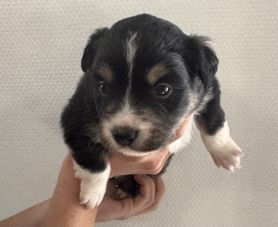 Chiot N°5