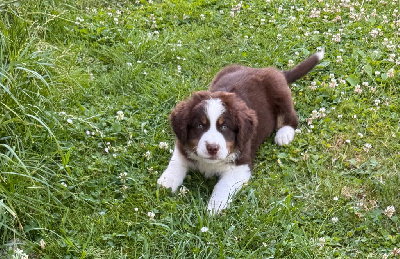 CHIOT 1