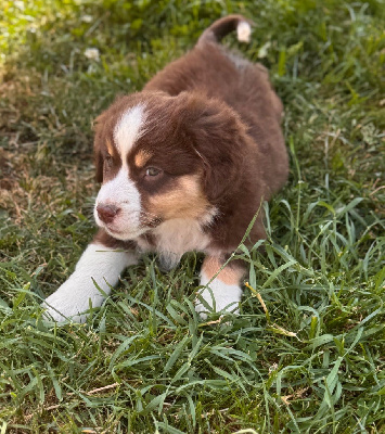 CHIOT 6