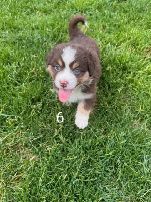 CHIOT 6