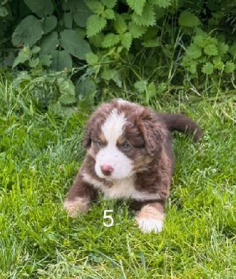 CHIOT 5