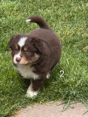 CHIOT 2