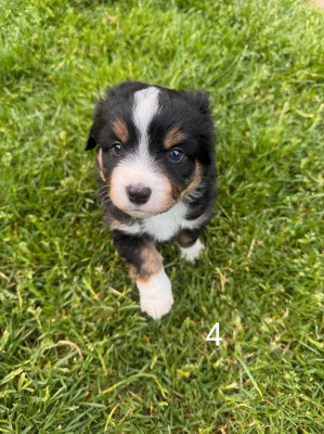 CHIOT 4
