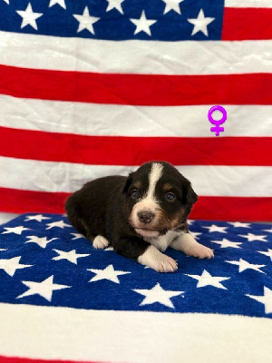 CHIOT 6