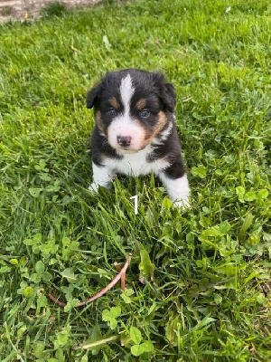 CHIOT 1