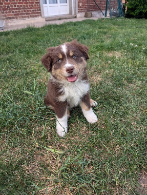 CHIOT 2