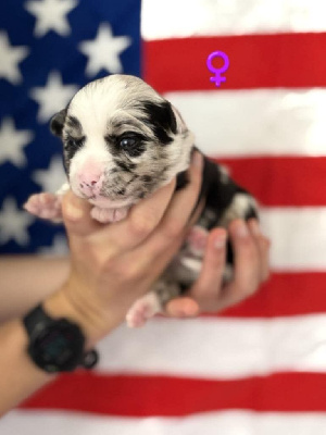 femelle bleue merle 