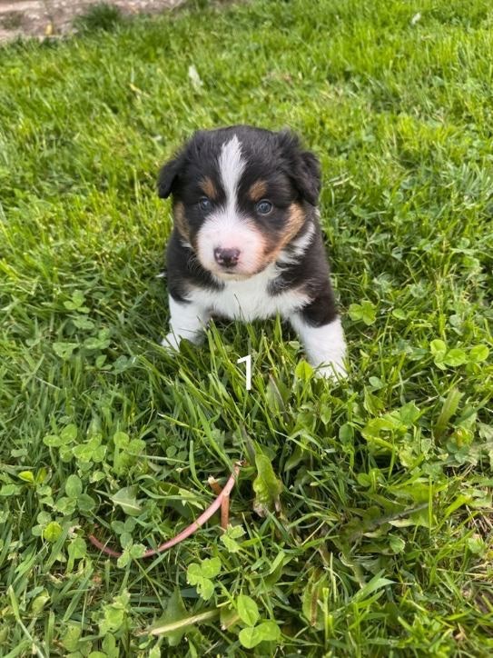 Du Domaine D'Oza - Chiots disponibles - Berger Américain Miniature 