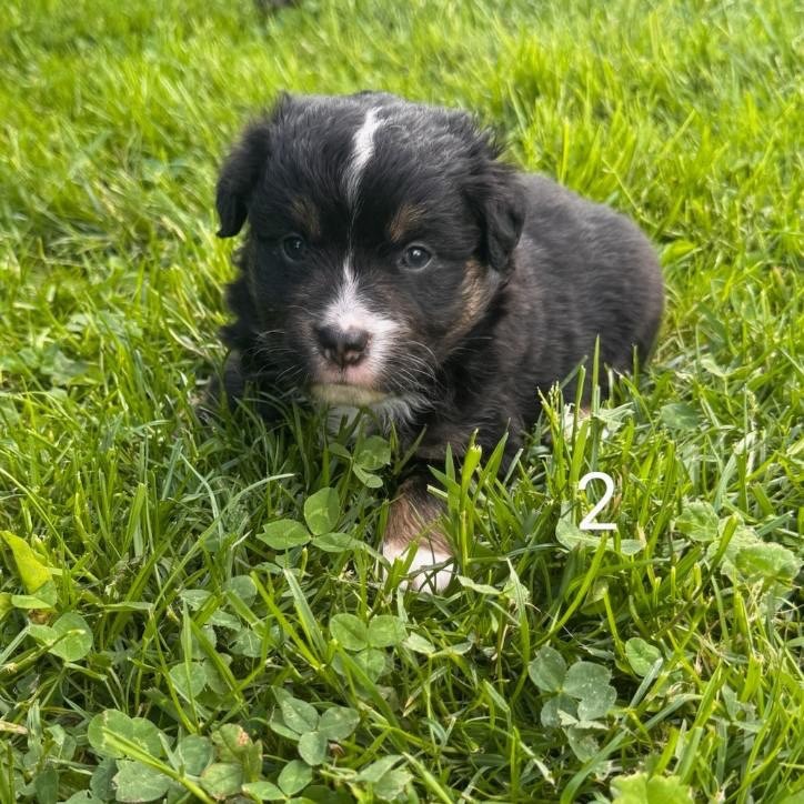 Du Domaine D'Oza - Chiots disponibles - Berger Américain Miniature 