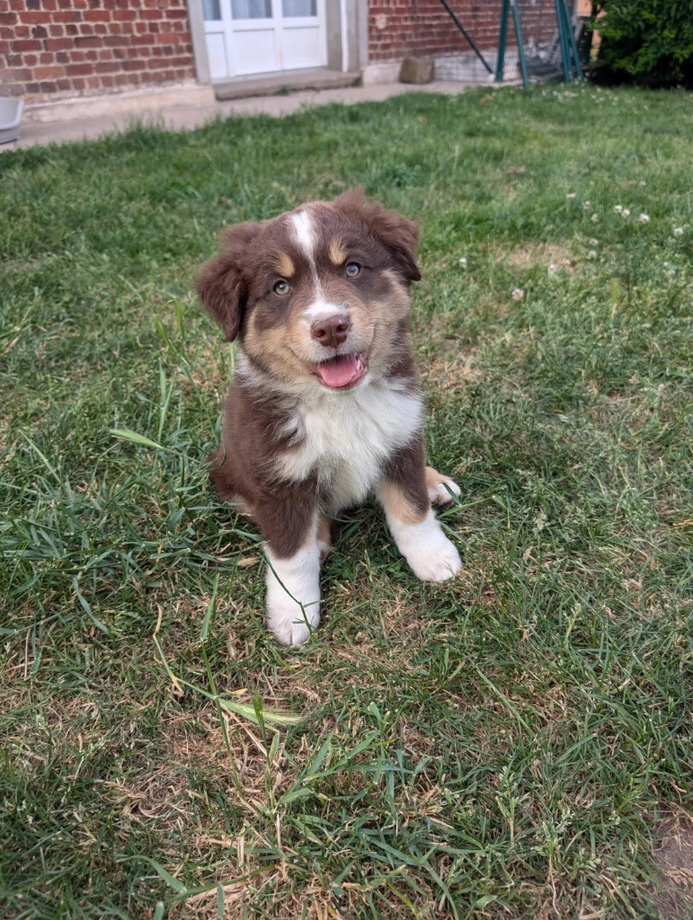 CHIOT 2