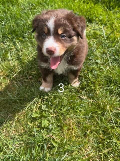 Du Domaine D'Oza - Chiots disponibles - Berger Américain Miniature 