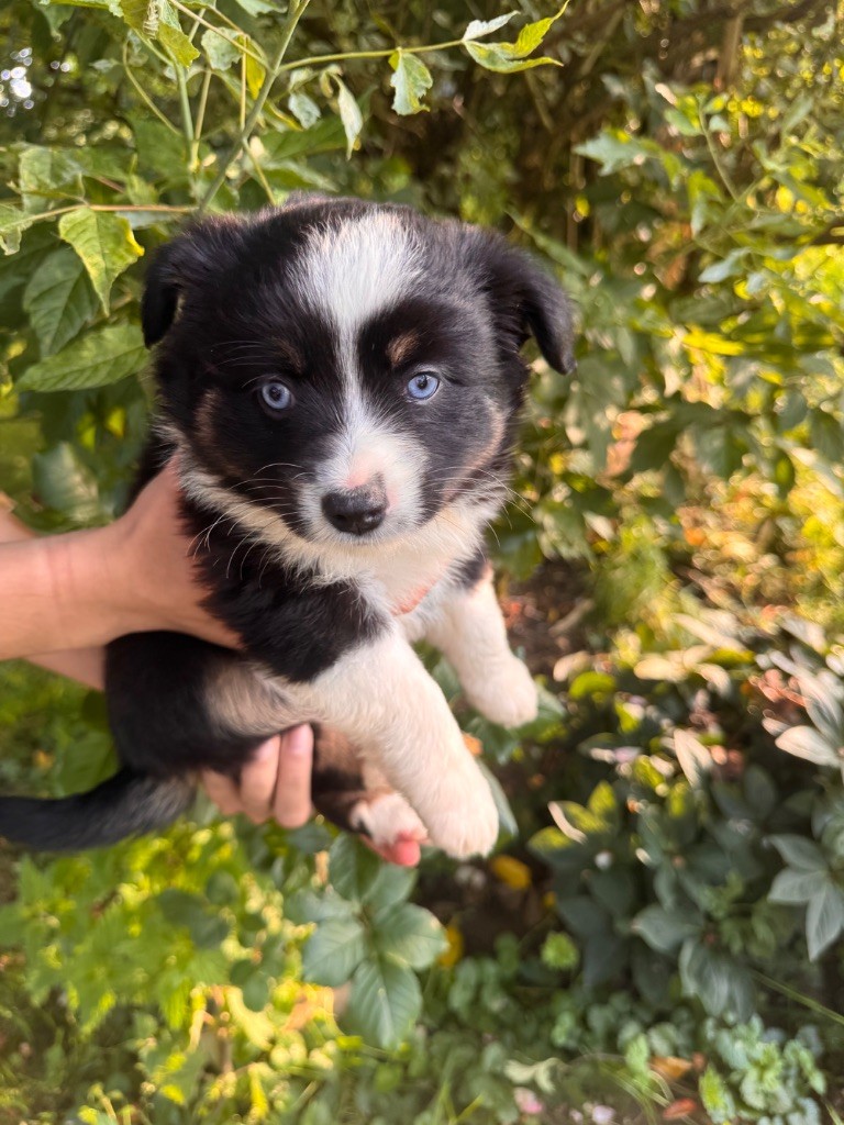 Du Domaine D'Oza - Chiots disponibles - Berger Américain Miniature 