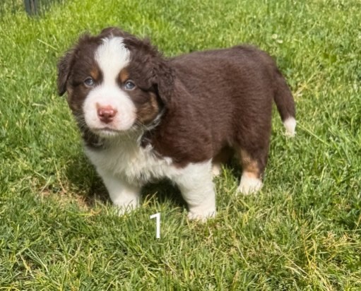 Du Domaine D'Oza - Chiots disponibles - Berger Américain Miniature 